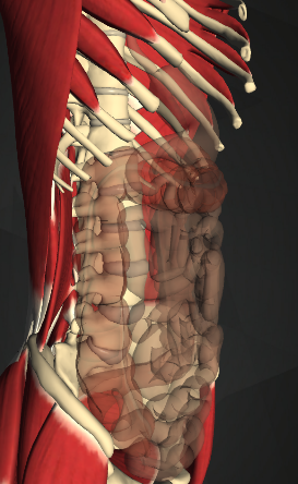 鍼灸師が考える筋トレで腹痛や下痢が出る人の原因 ブログ